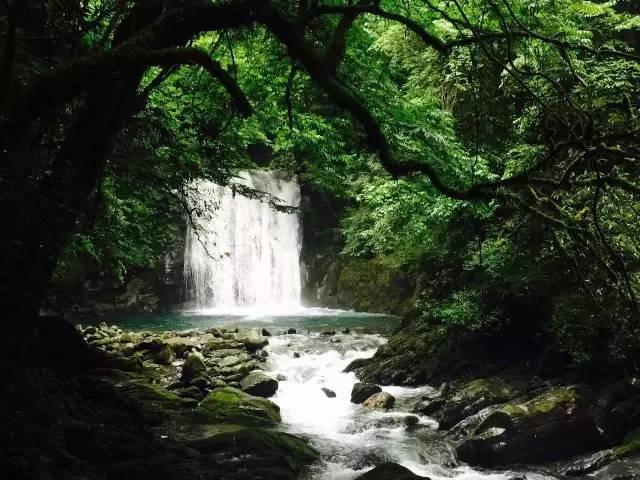 梦想的后院