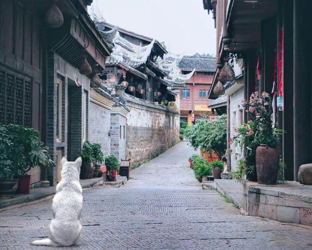 逃离太古森林